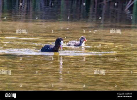 Eurasian Coot Fulica Atra Swimming In A Pond Stock Photo Alamy