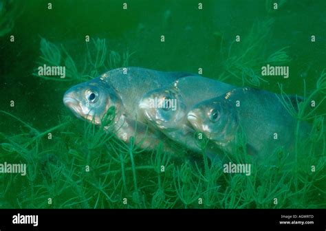 Common Bream / Freshwater Bream Stock Photo - Alamy