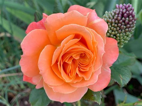 8 Orange Rose Bush Varieties Care Tips Song Of Roses