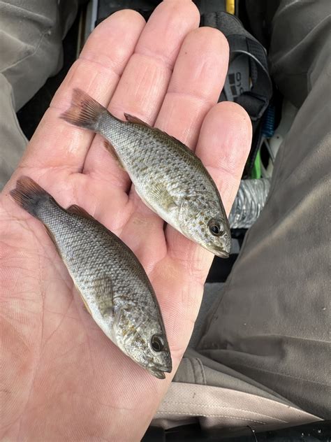 Spangled Perch From Stanley River Lake Wivenhoe Qld Au On March 31