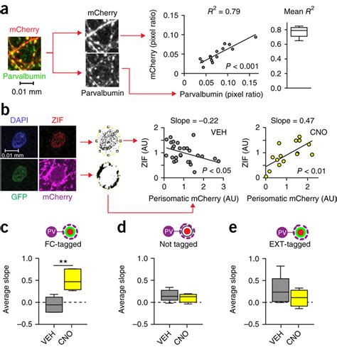 Structured Perisomatic Inhibition Selectively Silences Bla Fear Neurons