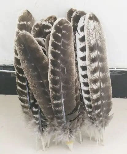 Wild Turkey Feathers,10Pieces NATURAL BARRED Wild Turkey Rounds Wing Quill Feathers 10 12inches ...