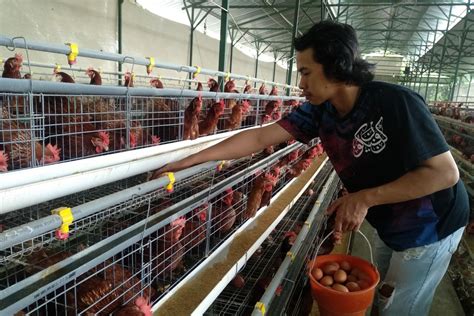 Harga Telur Ayam Anjlok Peternak Menjerit Tugumalangid