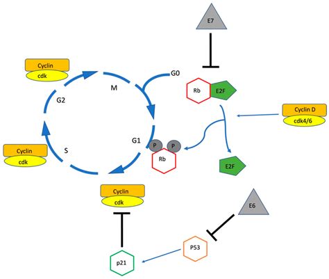 CyclinD Cdk4 6 Complex Phosphorylate PRB Causing It To Release E2F And