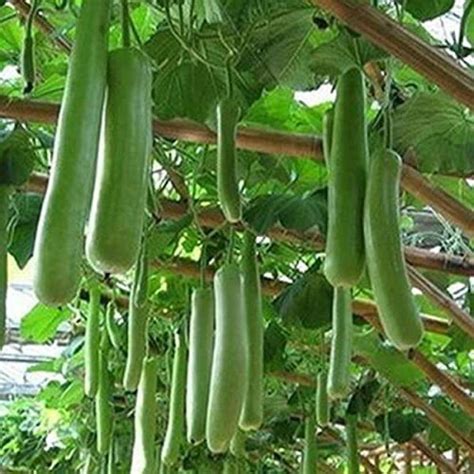 Kanaya Long Bottle Gourd Calabash Lauki Ghiya Lau Hybrid Vegetable