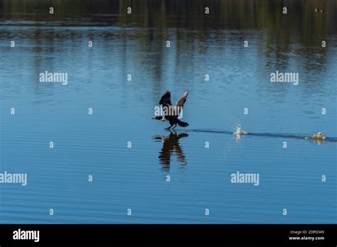 Double Crested Cormorant Splashing And Skipping Across The Water As It