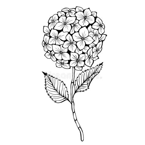 Hydrangea Drawing Realistic Drawing Skill