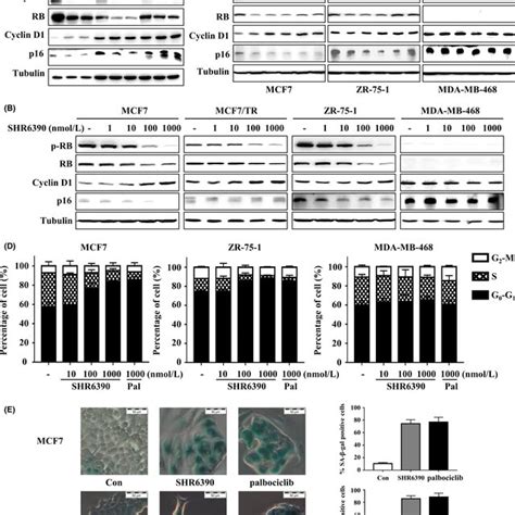 Shr Inhibits The Cdk Rb Pathway And Induces G Phase Cell Cycle