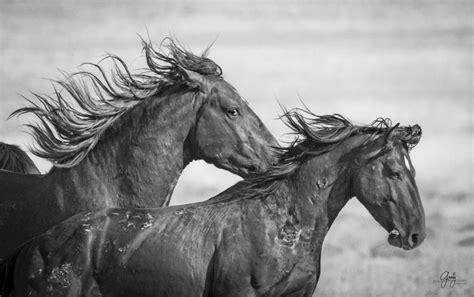 Wild Horse Photography - July 27 Onaqui Herd - Photography of Wild ...