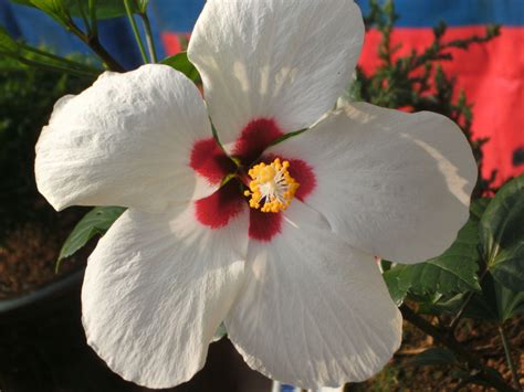 White Hibiscus Hibiscus Plant Hibiscus Tree Hibiscus Rosa Sinensis