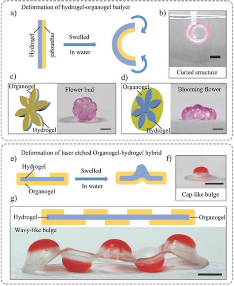 Shape Deformation From The D Laseretched Organogelhydrogel Hybrids