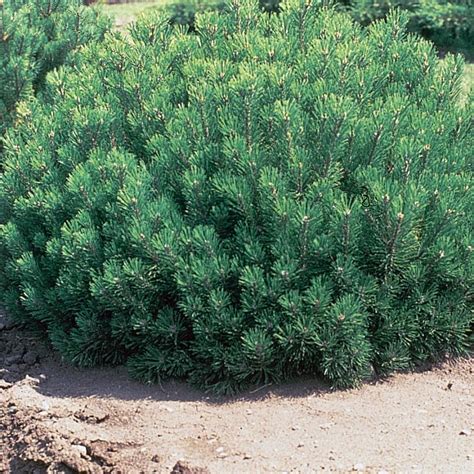 Pinus Mugo Pumilio Plants Direct Victoria Bc