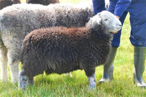 2 Organic Herdwick Breeding Lambs, Rams | SellMyLivestock - The Online ...