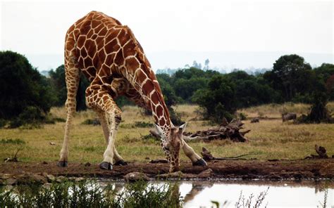 3 Kenyan Giraffes You Could See on Safari - Kenya Geographic