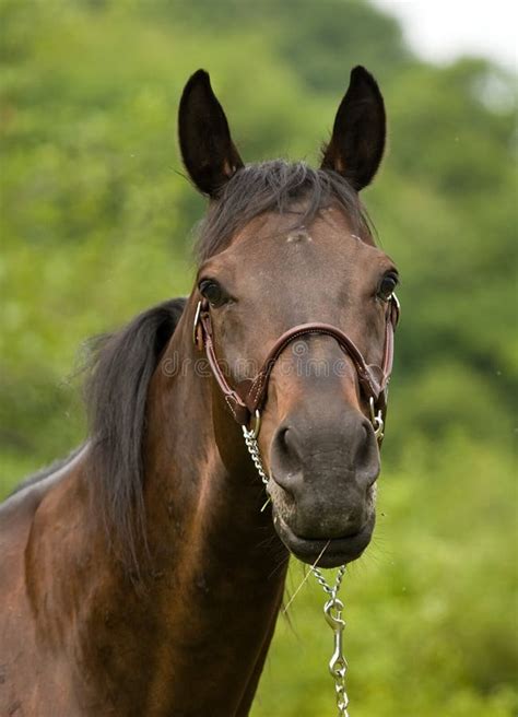 Portrait of Black Stallion. Stock Photo - Image of black, mane: 10385522