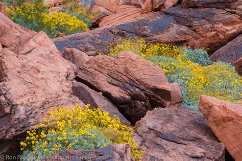 Valley of Fire | Photos by Ron Niebrugge