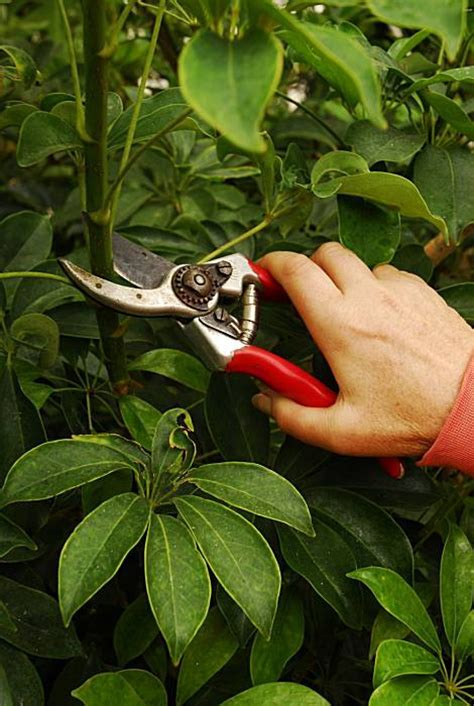 Umbrella Tree Care Pruning - carduni