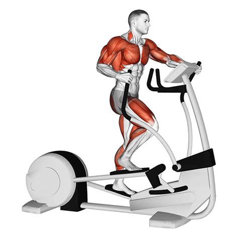 What Parts Of The Body Does The Elliptical Work AthleticFly