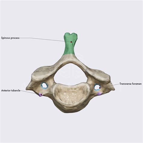 Cervical Vertebrae Anatomy C7