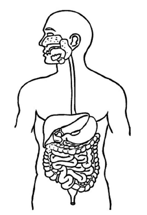 Sistema digestivo rompecabezas en línea