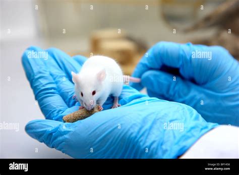 Biotechnology Laboratory Mouse For Animal Experiment Dna Cancer