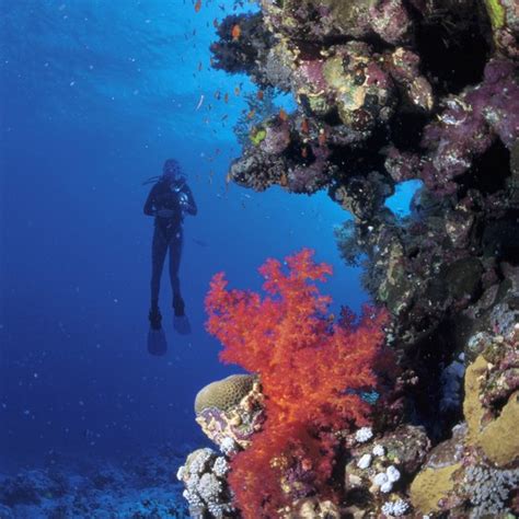 SCUBA Diving in Grand Cayman, Cayman Islands | USA Today