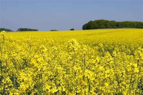 Free Images Meadow Prairie Flower Food Produce Vegetable Crop