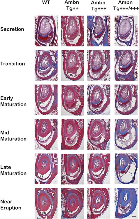 Frontiers Overexpression Of Ameloblastin In Secretory Ameloblasts