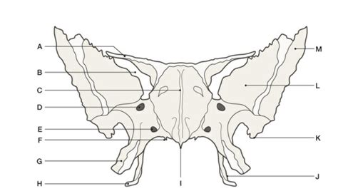 Sphenoid Bone Anterior Diagram Quizlet