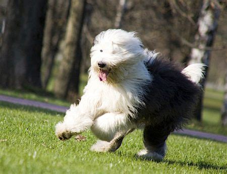 5 Things to Know About Old English Sheepdogs - Petful