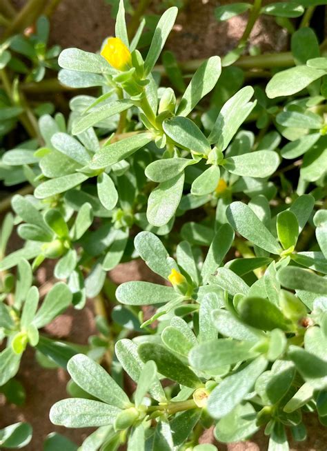 1 Organic Purslane Plant Etsy