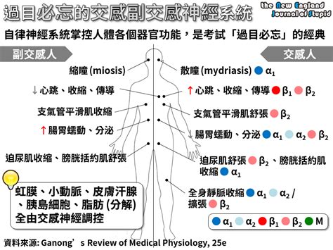 [藥理學] 過目必忘的交感副交感神經功能 Physiological Roles Of Autonomic Nerve System Nejs