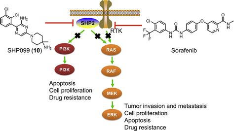 The Combination Of And Sorafenib Blocks The Reactivation Of Mek Erk