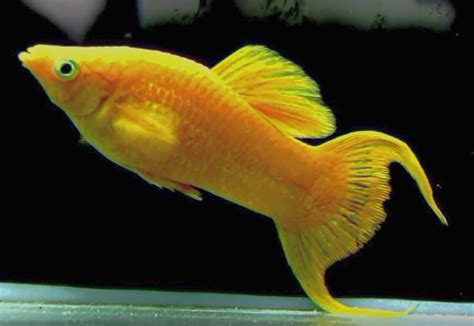 Gold Molly Poecilia Latipinna Tropical Fish Keeping