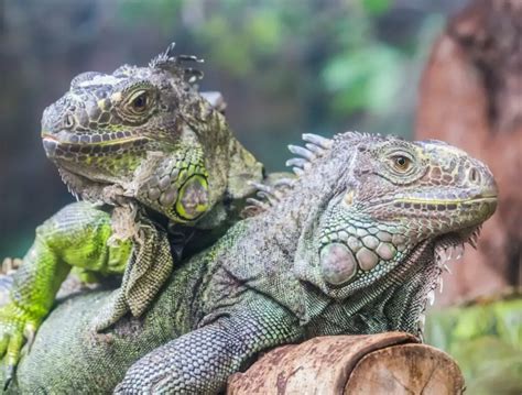 IGUANA Características Hábitat Alimentos y Reproducción Cumbre