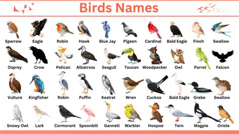 Birds Names In English With Infographics • Englishan