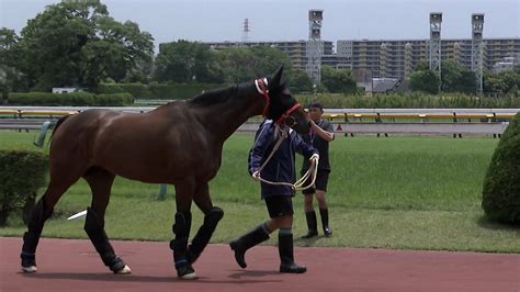 【安田記念】“香港最強馬”ロマンチックウォリアーが参戦 セリフォス・ソウルラッシュら迎え撃つ日本馬との上半期マイル王決定戦｜fnnプライムオンライン