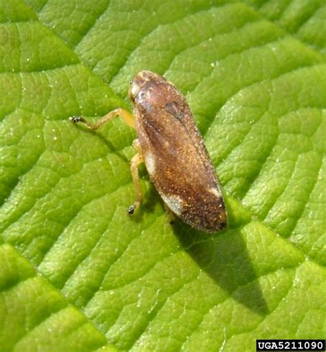 Meadow Spittlebug Philaenus Spumarius