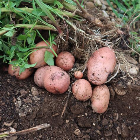 Découvrez Les Différentes Variétés De Pommes De Terre