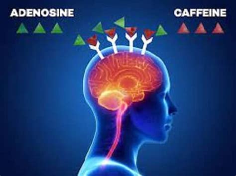 Science Comment la caféine affecte t elle votre cerveau