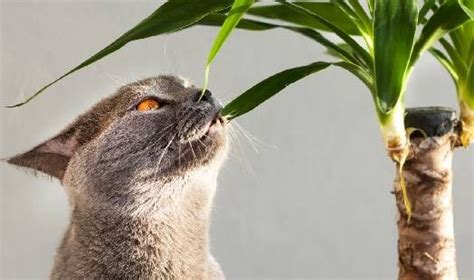 Les 10 plantes toxiques pour les chats et les chiens Conseils Véto