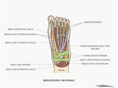 Muscles Du Pied Vue Dorsale Fiches IDE