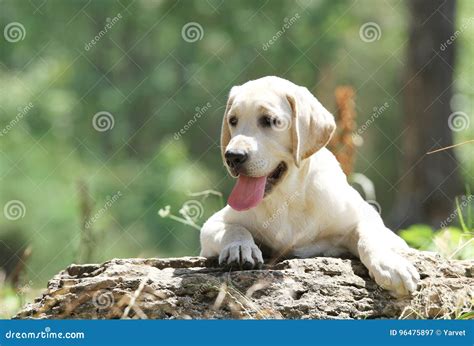 Un Pequeño Perrito De Labrador En El Parque Imagen De Archivo Imagen