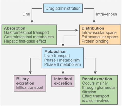 Drug Distribution And Drug Receptor Interactions Flashcards Quizlet