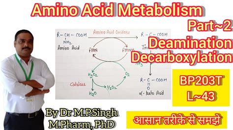 Deamination Decarboxylation Amino Acid Metabolism Biochemistry