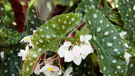 Begonias Cuidados Esenciales Para Mantener Tus Plantas Saludables