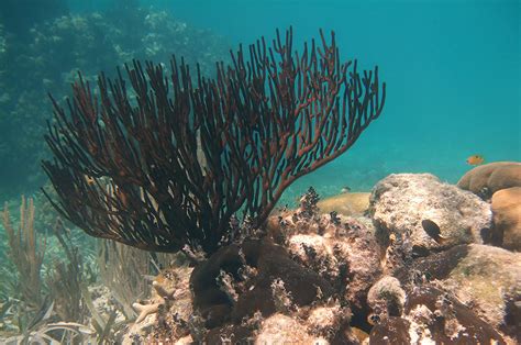 Snorkeling Mexico Rocks - Very Nice Patch Reef - See Pics