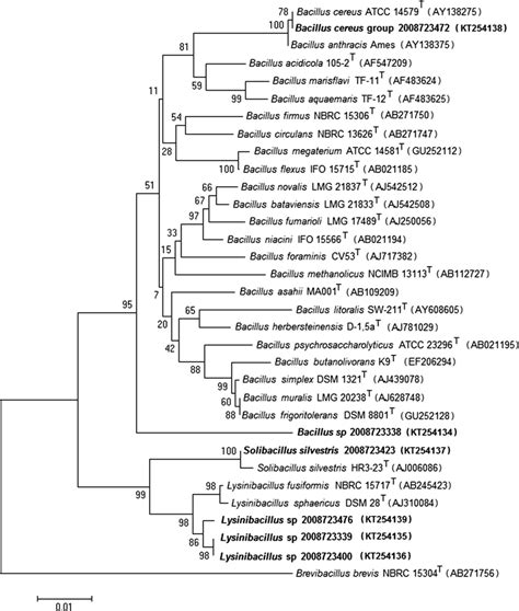 Neighbor Joining Dendrogram Of 16S RRNA Gene Sequences Showing The