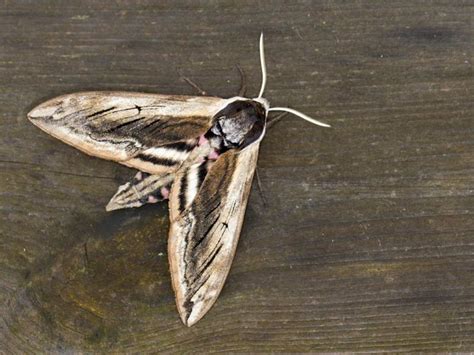 Privet Moth Identification Life Cycle Facts And Pictures