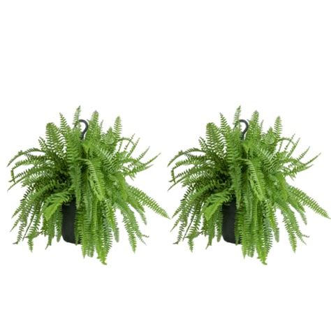 Costa Farms Ferns 2 Pack Live Premium Boston Fern Plants In Hanging